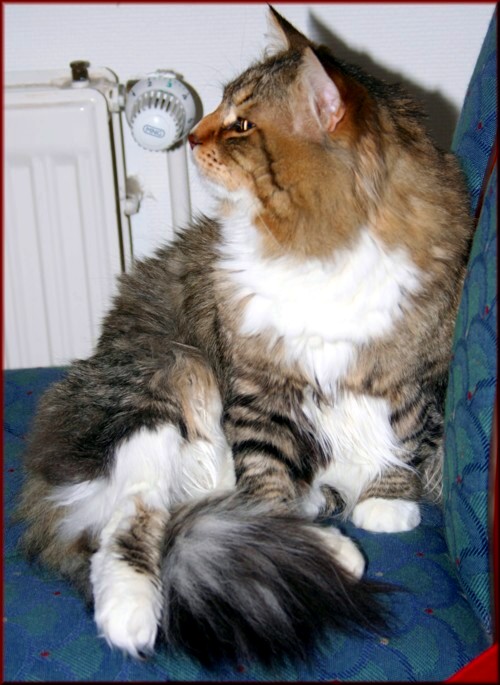 Sibirischer Deckkater IC Tscharodeika Akindin