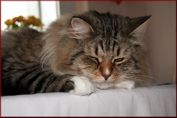 FIFe International Champion D* Tscharodeika's Akindin