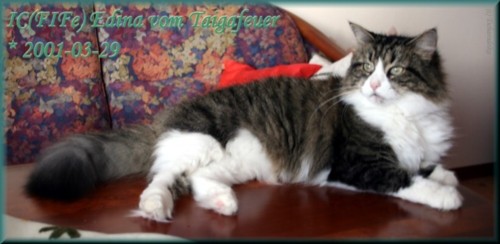 IC FIF Edina vom Taigafeuer