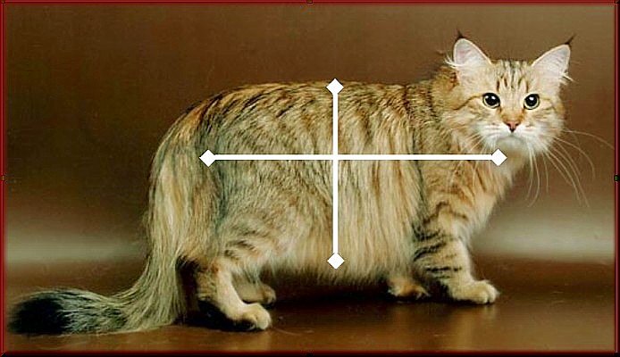 Siberian cat seen from the side, correct body proportions