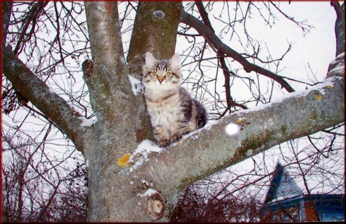 Siberian kitten found in the russian countryside