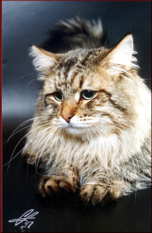 Galeous introducing the breed