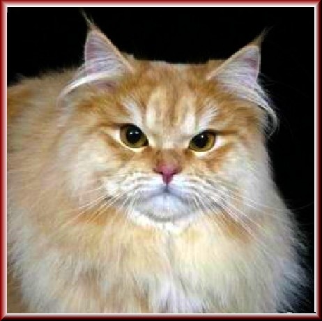 persing : colour versus type