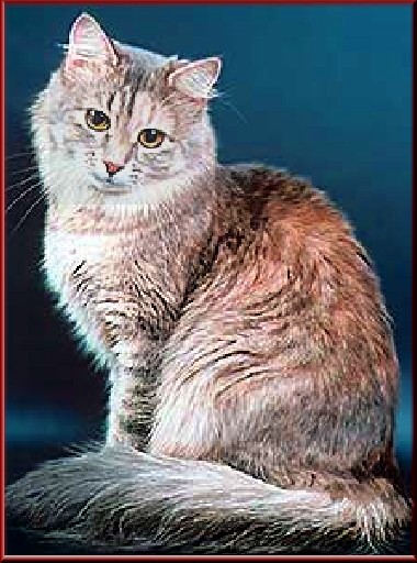 somaling : colour versus type