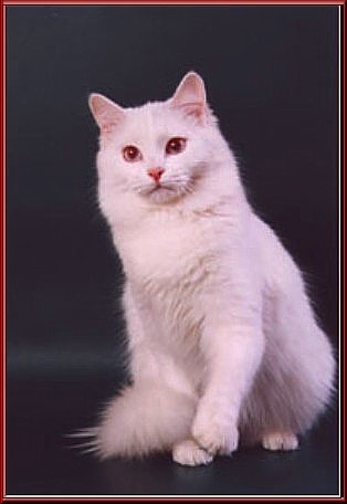 turking : colour versus type