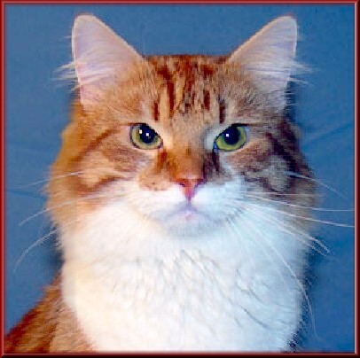 what have we here : colour over type