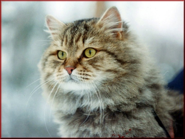Siberian Cat Portrait