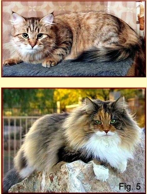 Cats showing two types of fur