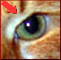 siberian cat eye