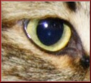 siberian cat eye