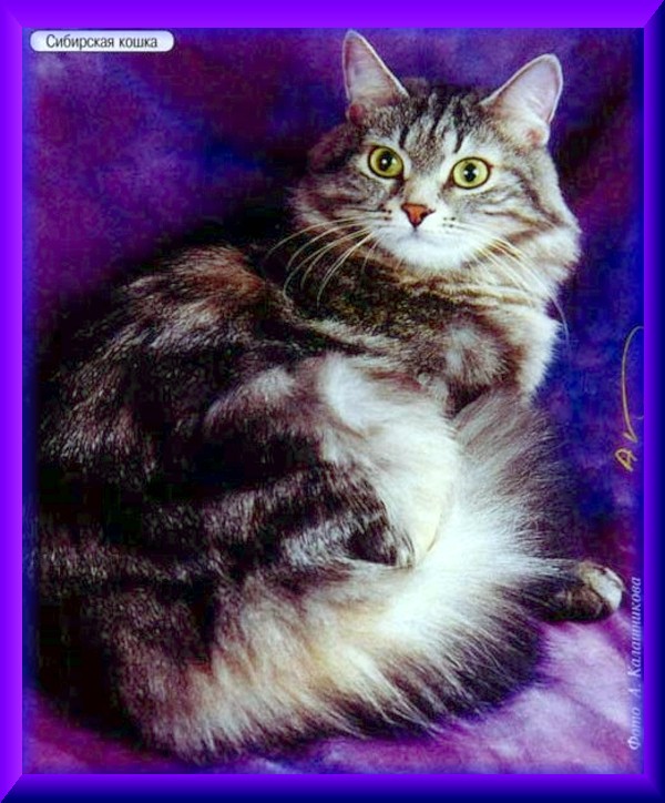 Sibirische Katze
