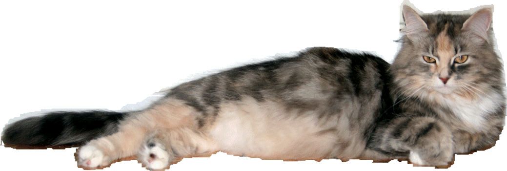 Fayina, Sibirische Katze